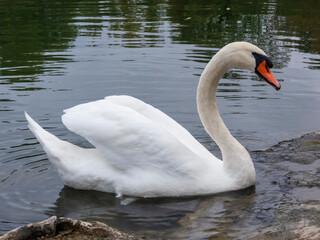 Fototapeta premium Lonely swan close up