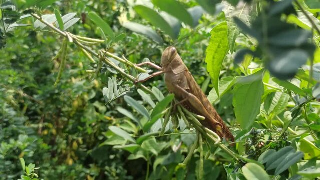 grasshopper on the green leaves