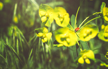 A close-up of a single red lady bug sitting in the middle of a wild flower
