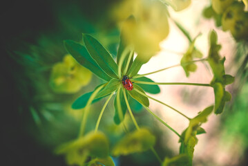 A close-up of a single red lady bug nestled in the middle of a wild flower