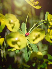 A close-up of a single red lady bug sitting in the middle of a wild flower