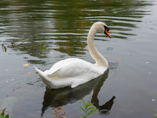 Swan swims away from the shore