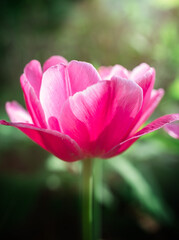 a close up of a single hot pink double tulip