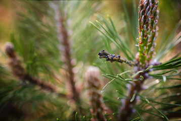 Mass of sawfly larva on a mugo bush branch. 