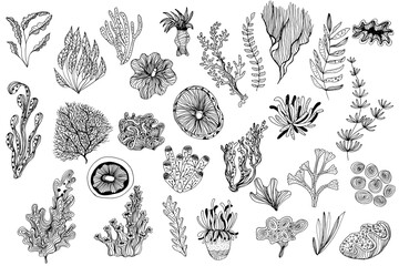 Different types of sea corals and seaweed. Sea style. Underwater life. Vector art doodles illustration 