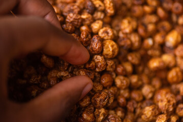 Hand picking dry large orange tiger nuts wet with water and clean