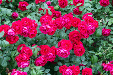 Lots of blooming red roses on the garden fence.