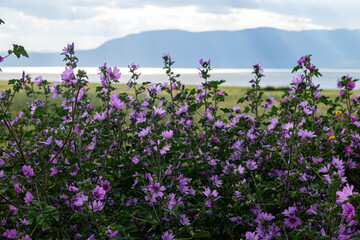 Purple flowers of wild plant Malva silvestris. Common Mallow (Malva sylvestris), blooming lilac...