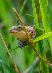 A small spring peeper, a tiny frog no larger than a thumb, clings to a blade of grass with delicate precision.