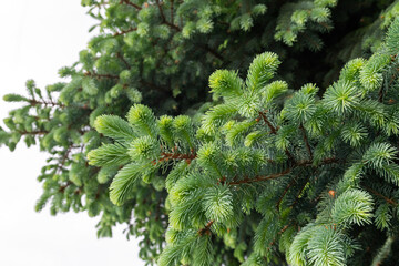 Close-up of the leaves of the fir tree in spring.