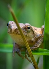 A small spring peeper, a tiny frog no larger than a thumb, clings to a blade of grass with delicate precision.