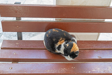Stray cat sleeping on a wooden bench.
