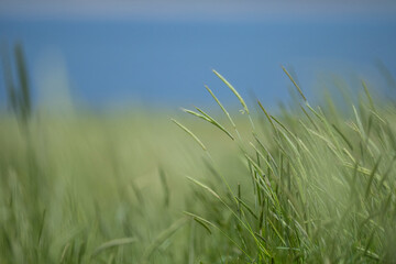 Green meadow plants, green background and sky.