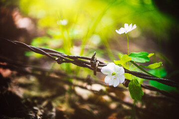 a delicate wildflower grows up from abandoned barb wire on a forest floor. Could symbolize hope and resilience, beauty against decay, transformation and change, survival