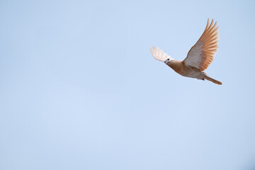 Bird flying in the sky. Domestic dove.