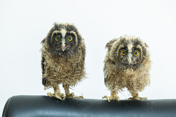 A pair of owlets. Long-eared Owl, Asio otus.