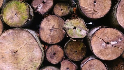 Naklejka premium Log trunks pile, Wooden trunks pine, Logging timber wood industry. Stack of the trees trunks in deforested forest in the morning. Deforestation concept. environmental issue