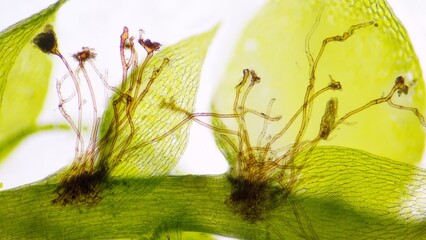 The rhizoid of the moss under microscope. The species probably Ectropothecium sp. Stacked photo image. About 80x magnification
