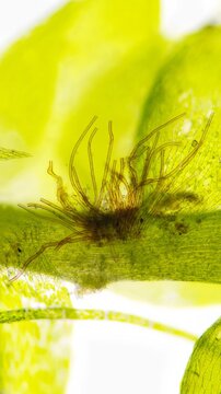 The rhizoid of the moss under microscope. The species probably Ectropothecium sp. Stacked photo image. About 80x magnification