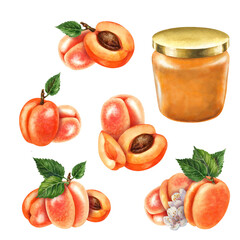 Glass jars sealed with gold, silver, bronze lids contain apricot jam. Watercolor illustration for template design of sweet harvest, summer fruits, juices, canned food, marmalade and sweets
