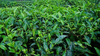 Growing tea plantation in Malang, East Java Indonesia,  non-urban scenery in the morning, green natural wallpaper