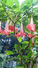 Amethyst, flowering plant of Solanaceae family, an ornamental plant with trumpet-shaped flowers....