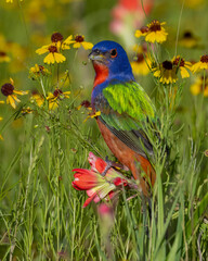 Male Painted Bunting