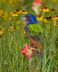 Male Painted Bunting