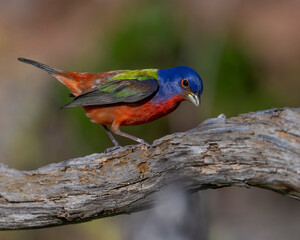 Male Painted Bunting
