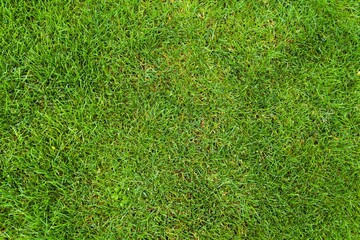 green grass texture