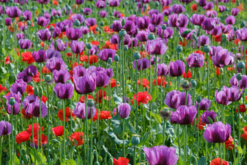 Obraz premium Edible and wild mixed poppy filed, flower background