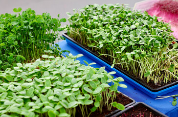 micro greens and sprouts at the farmers market