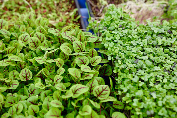 micro greens at the farmers market