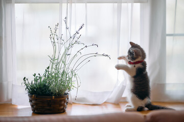 ラベンダーと子猫