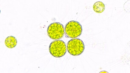 Freshwater microalgae, Golenkinia sp. Live cell. Selective focus image