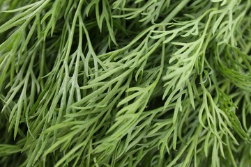 Sprigs of fresh dill as background, closeup view