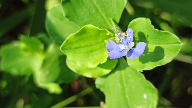 Commelina diffusa