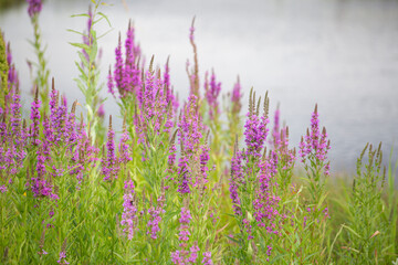 Wild flowers lilac veronica group