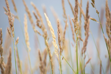 Fototapeta premium blurred group of grass cereals