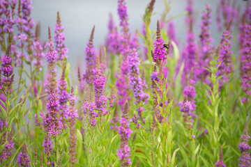 Fototapeta premium Wild flowers lilac veronica group