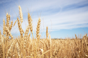 Fototapeta premium ripe ears of wheat large field