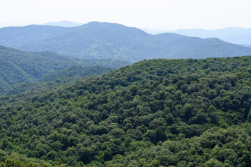 Scenic view of dense forests in Jijel, Algeria