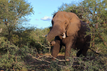 Obraz premium Afrikanischer Elefant / African elephant / Loxodonta africana