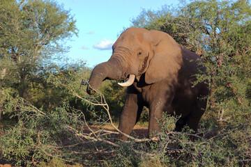 Afrikanischer Elefant / African elephant / Loxodonta africana