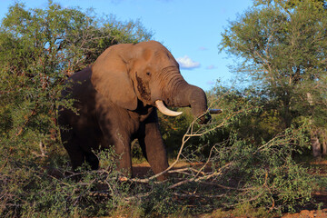 Fototapeta premium Afrikanischer Elefant / African elephant / Loxodonta africana
