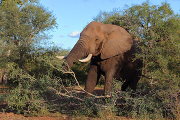 Afrikanischer Elefant / African elephant / Loxodonta africana