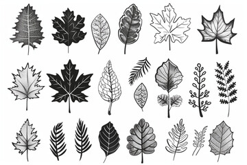 Vector set of leaves of different trees in the contour. Handmade decorative elements on a white background. Color isolated illustration. set vector icon