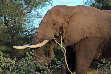 Naklejka premium Afrikanischer Elefant / African elephant / Loxodonta africana