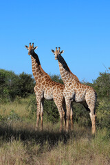Giraffe / Giraffe / Giraffa camelopardalis