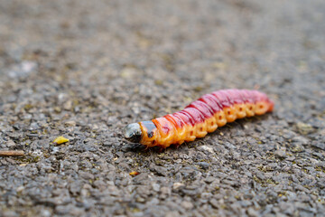 Image of a red caterpillar, also called goat mouth. The scientific term is Cossus. Detailed close-up outdoors. The body of the goat mouth caterpillar is curved.
